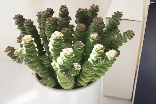 图片[8]-钱多多植物养殖秘籍：光照充足环境中生长的要点-会东网