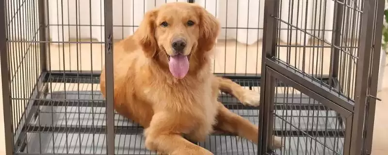 让狗狗不抗拒进笼的方法？训练狗狗不抗拒进笼要掌握哪些有效的驯化方法和要点？-会东网