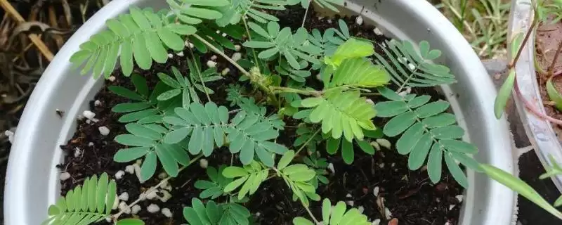 如何种植含羞草种子？种植含羞草种子要遵循哪些详细的种植步骤？-会东网