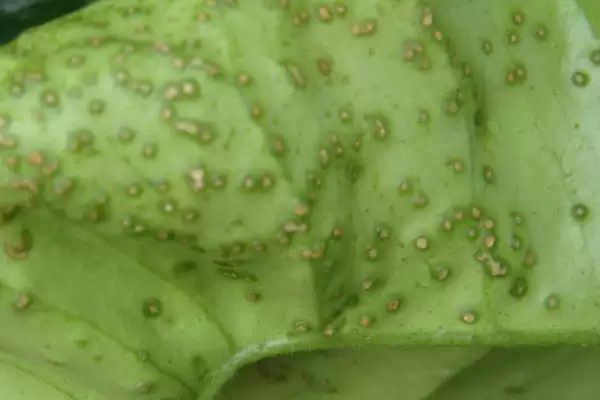 图片[4]-如何防治柑橘日灼病？种植柑橘防治日灼病要运用哪些防治方法？-会东网