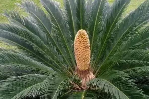图片[4]-铁树会不会开花？判断铁树是否开花要了解哪些铁树生长和环境影响要点？-会东网