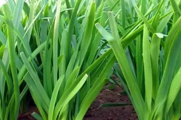 图片[3]-夏季适合种植蔬菜的种类和要点？夏季选种蔬菜需关注哪些品种？-会东网