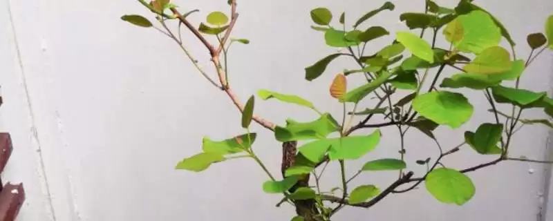 俏黄栌养殖秘籍：秋冬严格控制浇水的要点-会东网