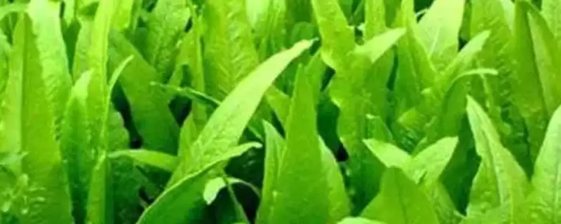 确定油麦菜种植时间的方法和重点？确定油麦菜种植时间要做好哪些细节？-会东网