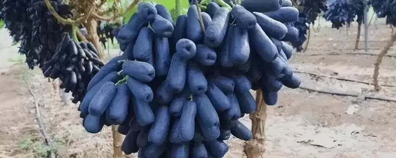 种植前景广阔的作物：蓝宝石葡萄、白草莓、秋葵的市场潜力-会东网