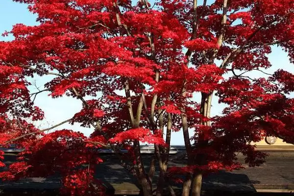 图片[2]-日本红枫的适宜生长温度？养护日本红枫要把控哪些温度要点？-会东网