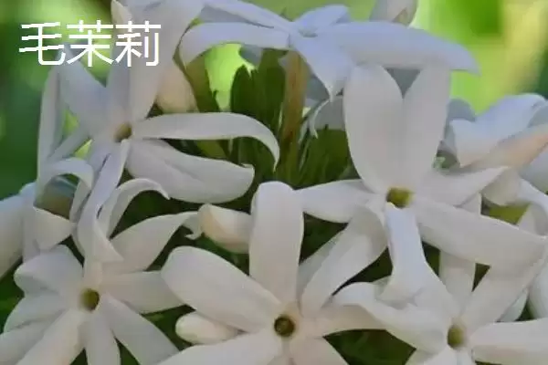 图片[2]-毛茉莉与茉莉花有什么区别呢 ,毛茉莉与茉莉花外形和花形不同-会东网