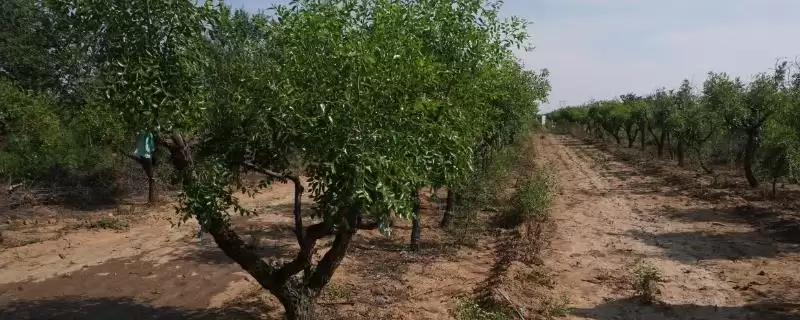 酸枣仁怎么种植？种植酸枣仁要遵循哪些科学的种植方法和步骤？-会东网