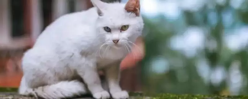 为什么猫咪绝育的时间要趁早？探讨猫咪早绝育原因要分析哪些猫咪健康、繁殖和行为要点？-会东网