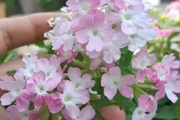 图片[3]-适合秋天种的花草种子有哪些？挑选适合秋天种植的花草种子要注意什么？-会东网