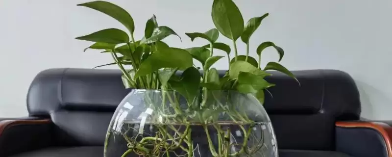 水培植物越冬技巧？帮助水培植物越冬要掌握哪些有效的保暖和养护技巧？-会东网