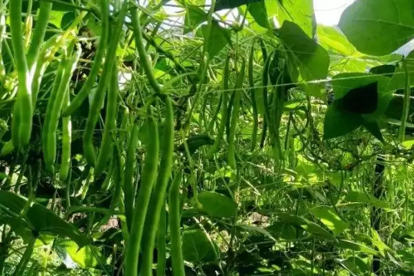 图片[4]-无架四季豆种植季节的规律和要点？了解无架四季豆种植需关注什么？-会东网