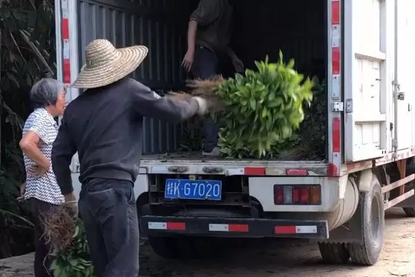 图片[2]-快递树苗的保湿方法 ,快递树苗为何要在根部裹泥浆呢？-会东网