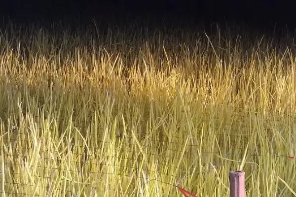 图片[4]-如何在大棚内种植蒜黄？在大棚内种植蒜黄要遵循哪些种植步骤？-会东网