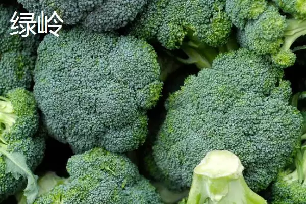 图片[10]-西兰花优良品种的介绍要点和关键信息？了解西兰花品种需关注什么？-会东网