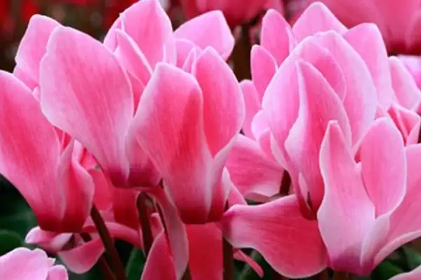 图片[3]-仙客来不开花的原因和要点？分析仙客来不开花原因需关注哪些方面？-会东网