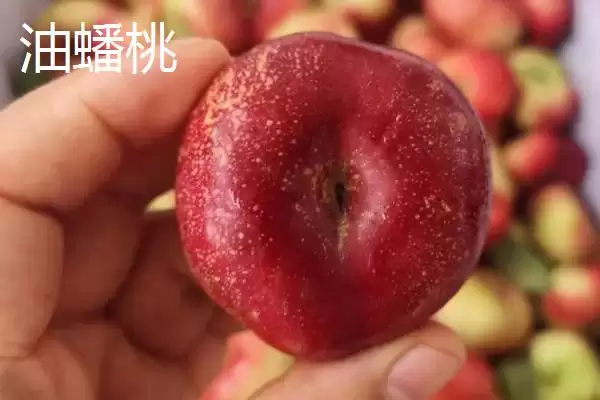 图片[3]-蟠桃和油蟠桃的差异对比：油蟠桃果皮光滑的独特之处-会东网