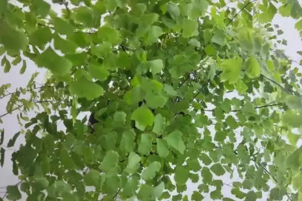 图片[4]-铁线蕨常见的病虫害及防治方法？防治铁线蕨常见病虫害要采取哪些有效措施？-会东网