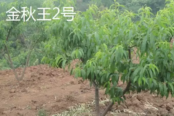 图片[9]-桃树苗品种优选：秋彤桃为何是国内最好的品种？-会东网