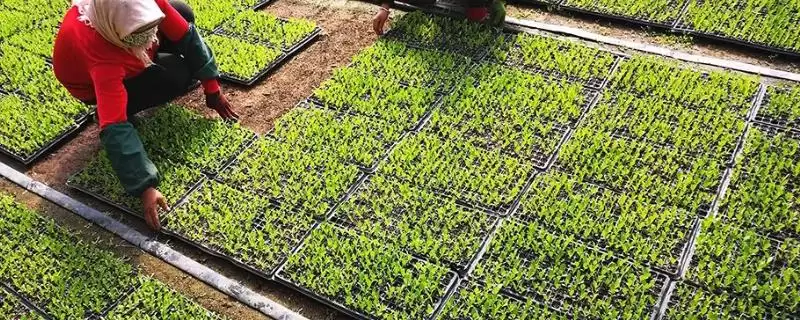 莴笋育苗技术？莴笋育苗要掌握哪些科学的育苗步骤、环境调控和管理要点？-会东网