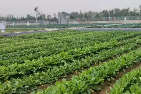 图片[5]-芜菁栽培的技术和要点？种植芜菁要掌握哪些关键技术环节？-会东网