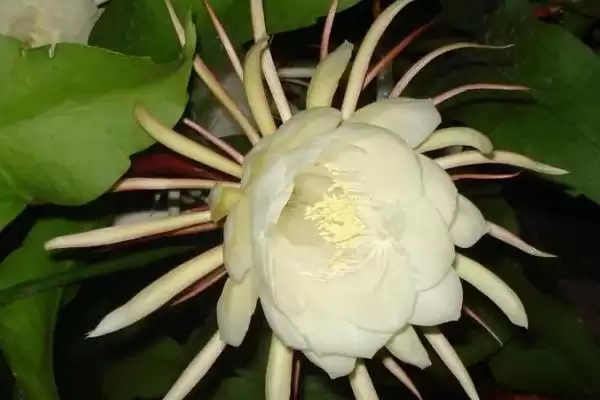 图片[4]-昙花11月会不会开花？判断昙花11月是否开花要考虑哪些生长环境和花期因素？-会东网
