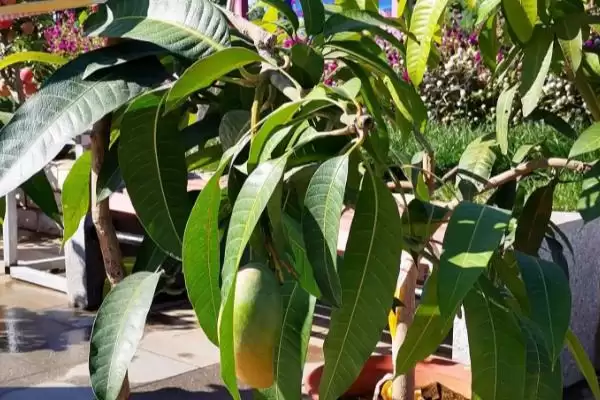 图片[4]-芒果核要怎么进行种植 ,芒果核种植胚芽方向如何-会东网