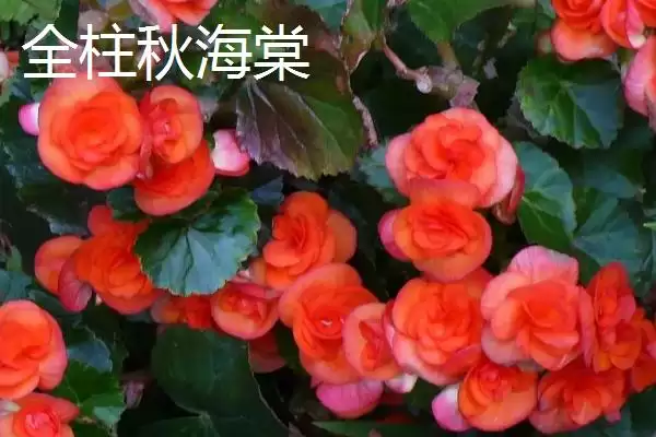 图片[6]-秋海棠品种大集合：单翅秋海棠及中华秋海棠等介绍-会东网