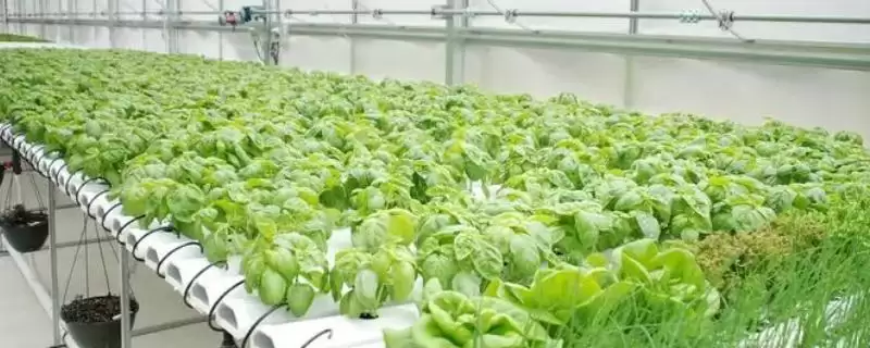 蔬菜的水培方法？水培蔬菜要遵循哪些科学的种植步骤和管理要点？-会东网
