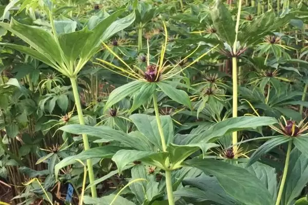 图片[3]-重楼的种植效益和前景？种植重楼需关注哪些经济发展要素？-会东网