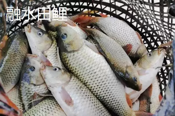 图片[8]-柳州市融水苗族自治县的特产 ,融水有哪些特色的特产种类？-会东网