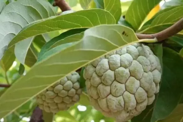 图片[4]-释迦果的种植条件？种植释迦果要满足哪些科学的种植环境和条件要求？-会东网