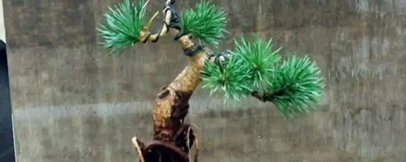 五针松要嫁接原因的要点和分析？分析五针松嫁接原因需关注什么？-会东网