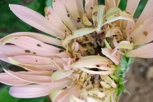 图片[3]-增加扶郎花开花量的方法和重点？增加扶郎花开花量要做好哪些细节？-会东网