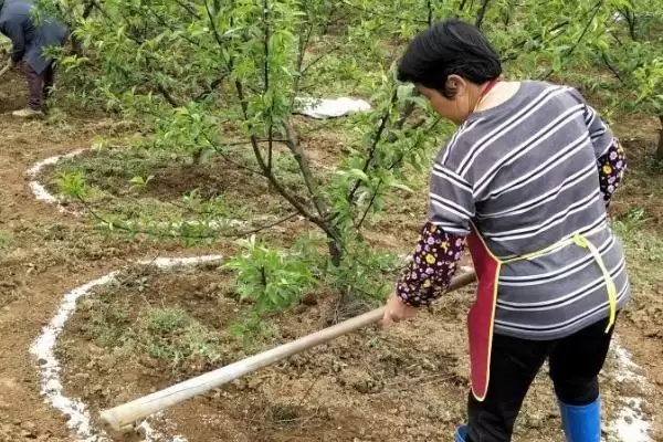 图片[4]-微肥使用技巧？使用微肥要掌握哪些关键的施肥时机、用量和方法技巧？-会东网