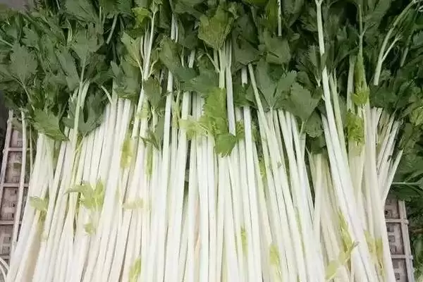 图片[12]-水芹的产地？了解水芹产地要知晓哪些主要的地域分布和生长环境信息？-会东网