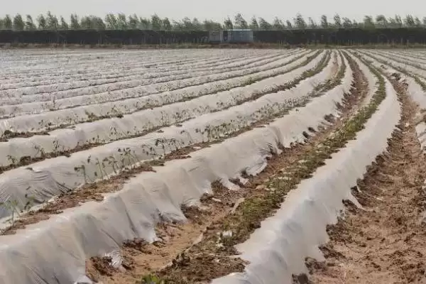 图片[4]-种植红薯铺地膜的方法和重点？种植红薯铺地膜需留意什么？-会东网