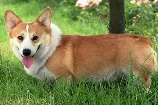 图片[4]-柯基犬的优缺点 ,柯基犬的脾气大表现在哪方面呢？-会东网