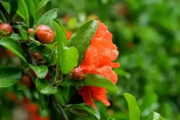图片[8]-石榴花的开放时间？了解石榴花开放时间要关注哪些花期相关信息？-会东网