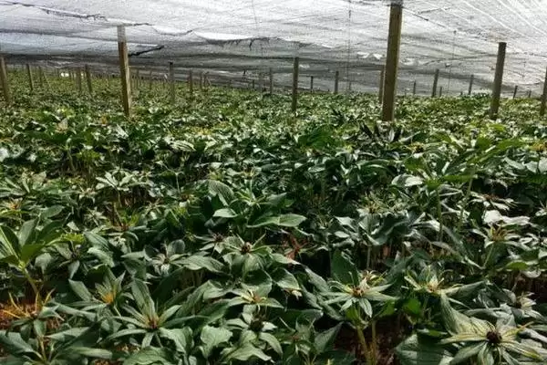 图片[8]-种植一亩重楼的成本和要点？种植重楼成本核算需关注哪些？-会东网