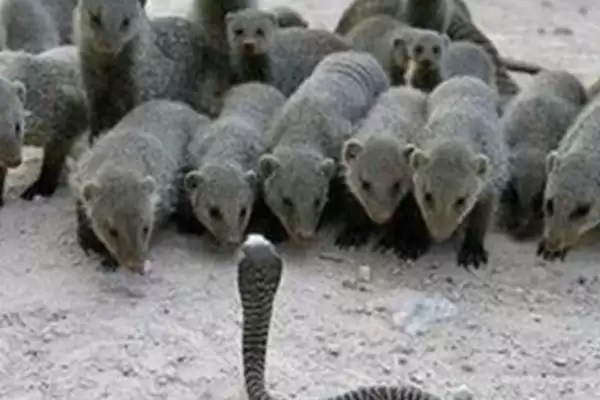 图片[4]-蛇獴为什么不怕蛇毒？探究蛇獴不怕蛇毒原因要了解哪些生理特性？-会东网