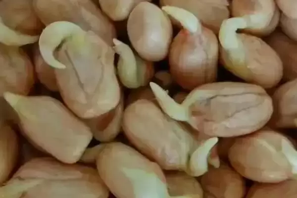 图片[4]-种植花生芽苗菜的方法和重点？种植花生芽苗菜要做好哪些细节？-会东网