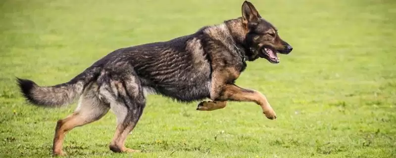 辨别纯种德国牧羊犬的方法和重点？辨别纯种德国牧羊犬要做好哪些细节？-会东网