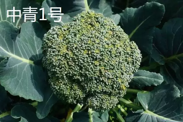 图片[8]-西兰花优良品种的介绍要点和关键信息？了解西兰花品种需关注什么？-会东网