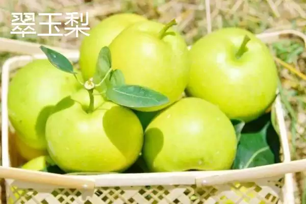图片[4]-香梨品种的种类和要点？了解香梨品种需关注哪些关键内容？-会东网