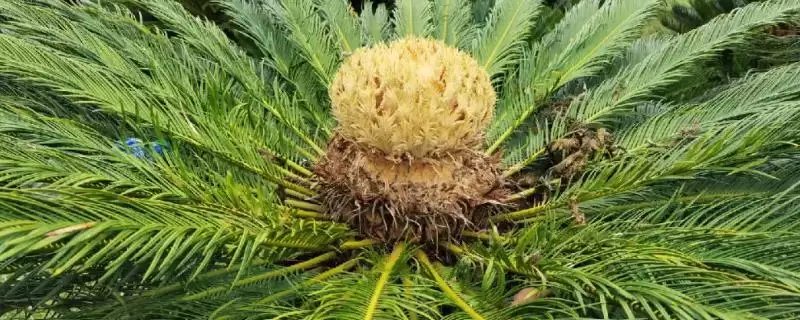 铁树会不会开花？判断铁树是否开花要了解哪些铁树生长和环境影响要点？-会东网