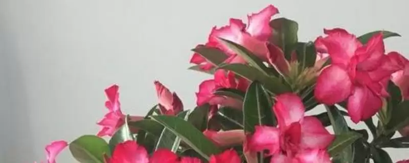 沙漠玫瑰的土如何配制？配制沙漠玫瑰土壤要遵循哪些配比原则？-会东网