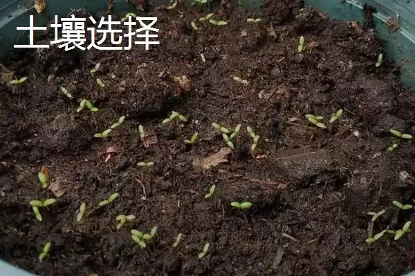 图片[3]-太阳花秋天能扦插吗？判断太阳花秋天能否扦插要考虑哪些环境和生长因素？-会东网