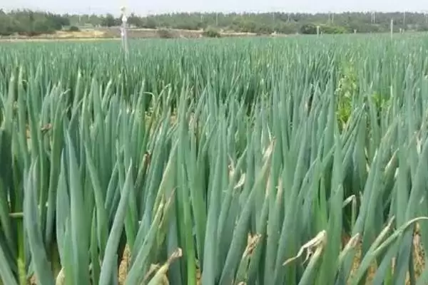 图片[3]-种植大葱的技巧和要点？种植大葱要掌握哪些关键方法？-会东网