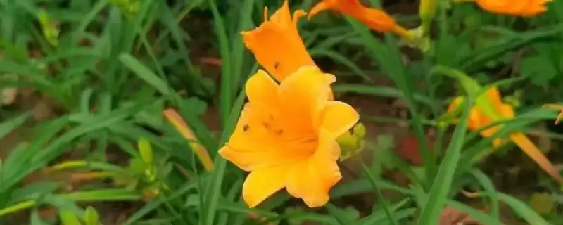 忘忧草的花语？了解忘忧草花语要探究哪些文化象征和寓意内涵要点？-会东网